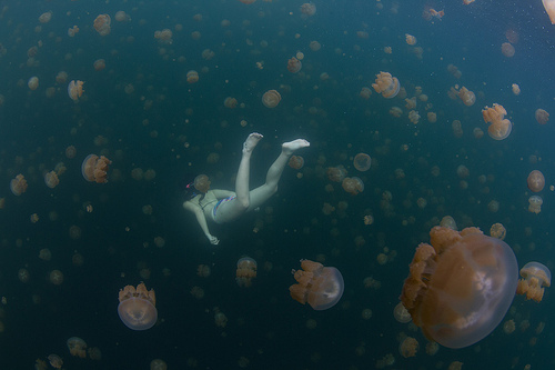 Озеро медуз (1)
