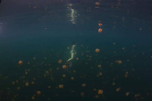 Озеро медуз (8)