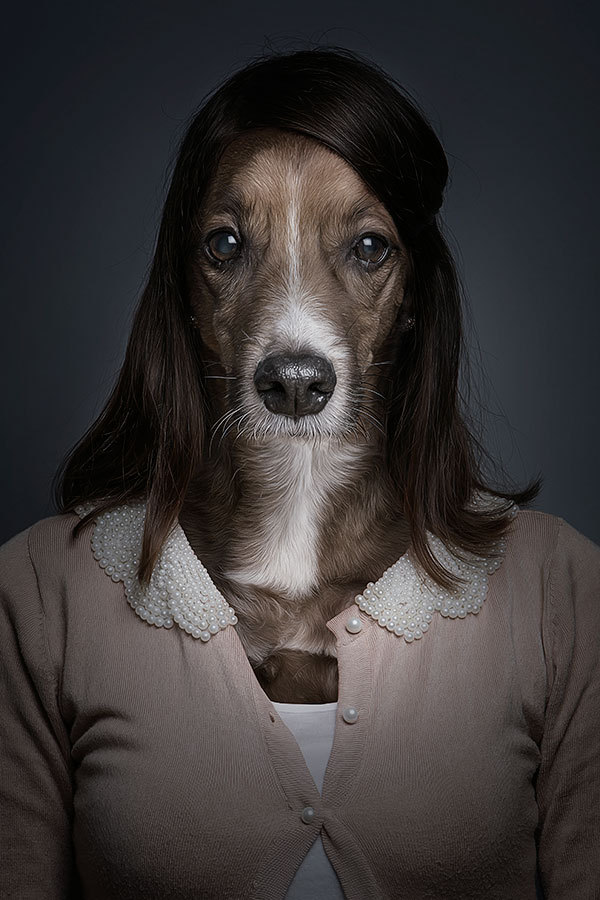 Забавные портреты собак (7)