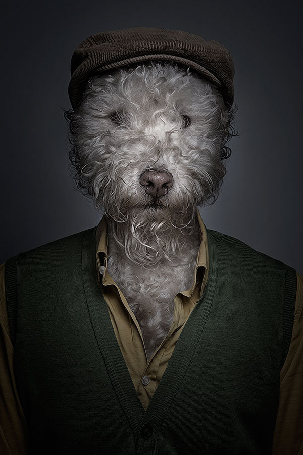 Забавные портреты собак (6)