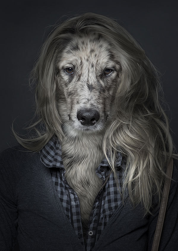 Забавные портреты собак (4)
