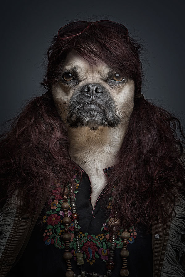 Забавные портреты собак (3)