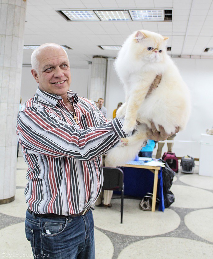 Выставка кошек в Минске