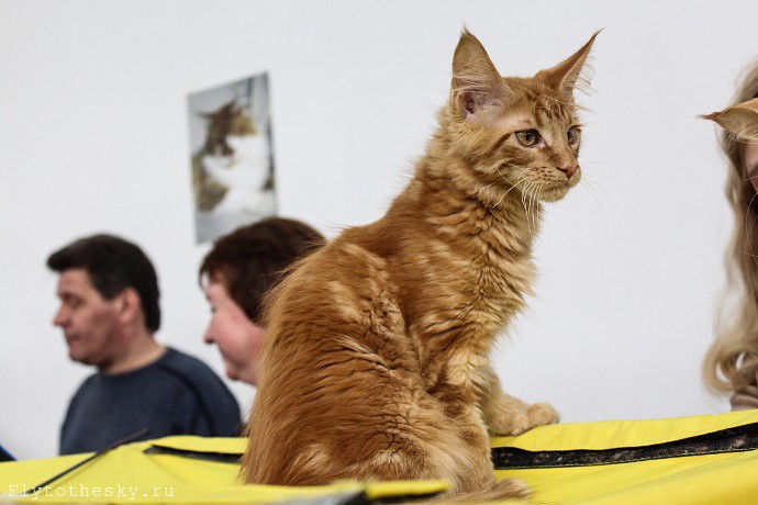 Выставка кошек в Минске