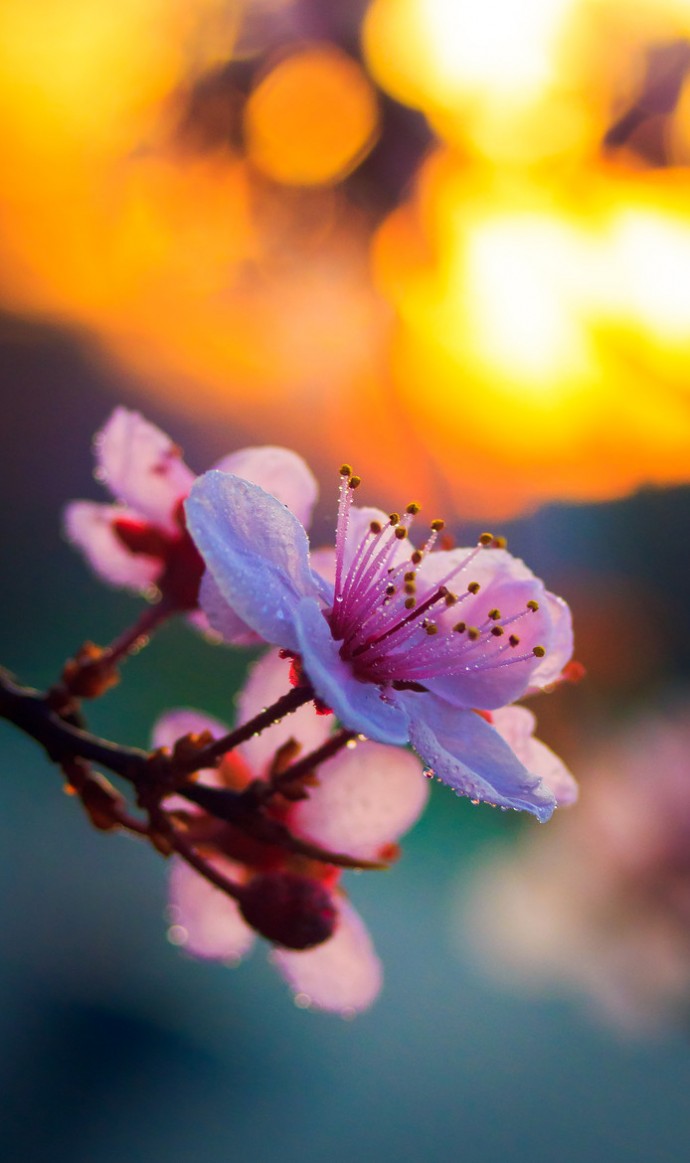 Cherry blossom mirroring the sunset