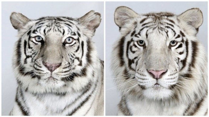 Бенгальские тигры (7)