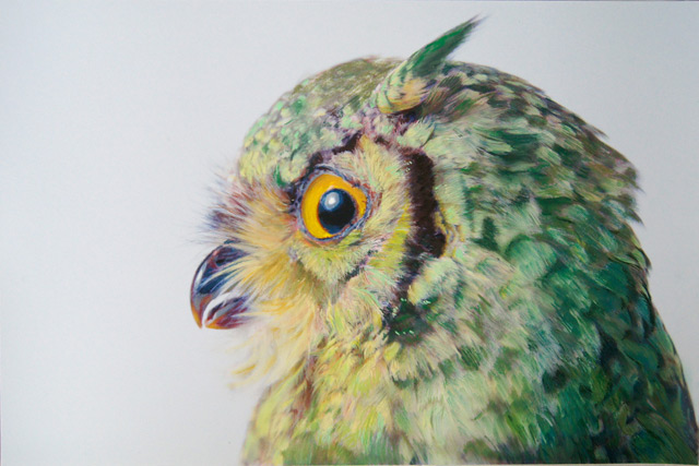 Цветные совы (2)