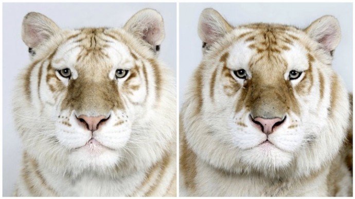 Бенгальские тигры (6)