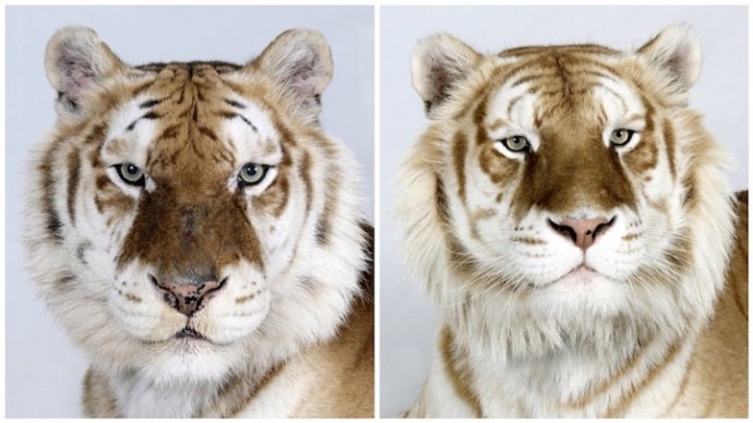 Бенгальские тигры (5)