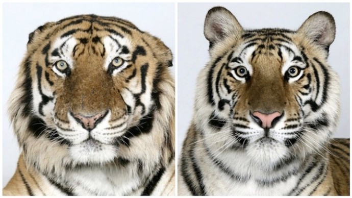 Бенгальские тигры (1)