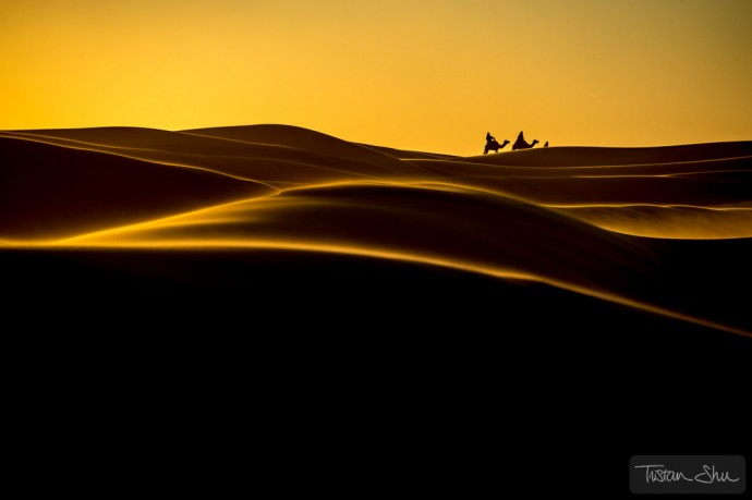 The Desert Life