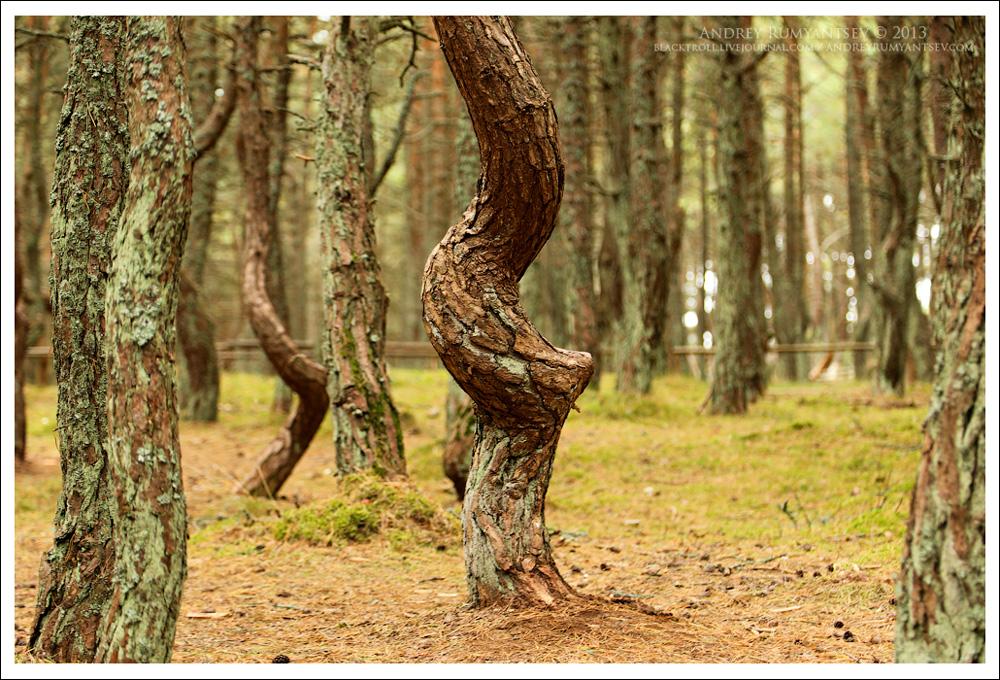 Пляшущий лес. Куршская коса Танцующий лес. Куршская коса Калининград Танцующий лес. Танцующий лес на Куршской косе. Куршская коса Танцующие деревья.