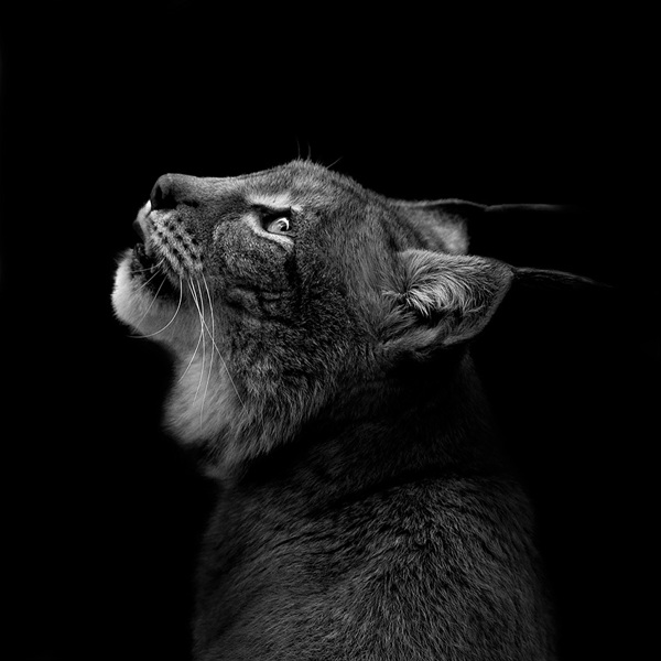Черно-белые фотографии животных (12)