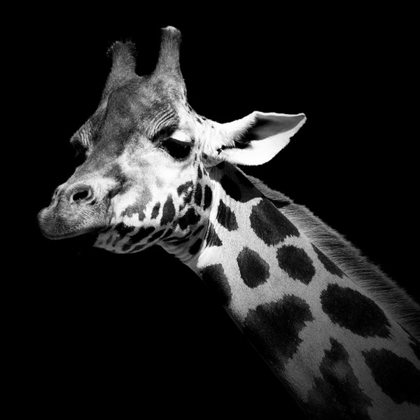 Черно-белые фотографии животных (8)