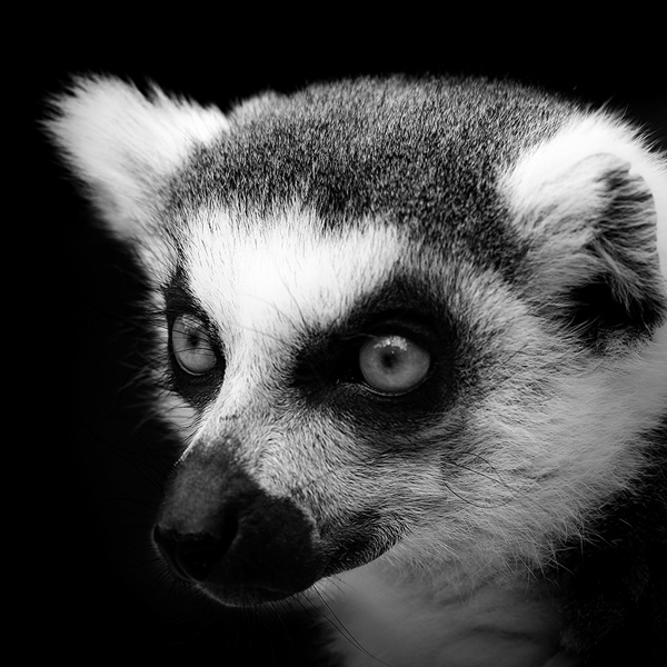 Черно-белые фотографии животных (7)
