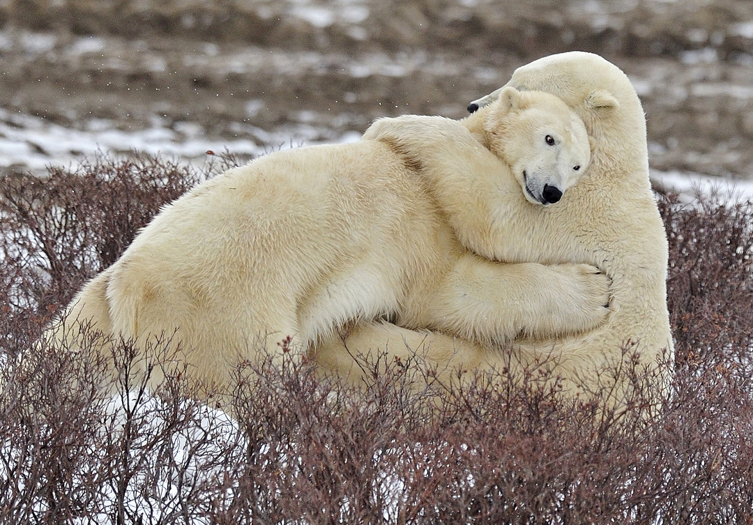 Белые медведи обнимаются