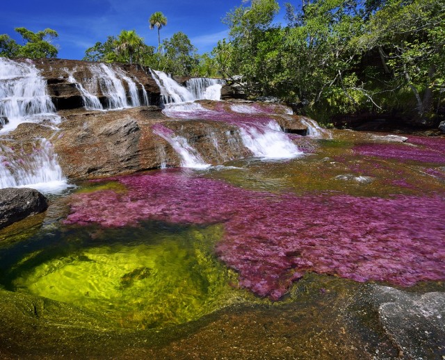 Cano cristales a river covered by a red aquatic plant
