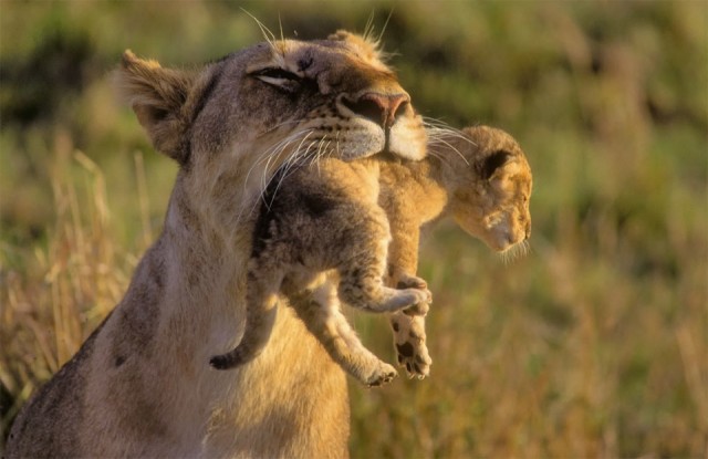 mother-lion-carrying-her-cub