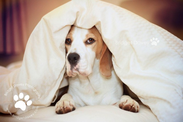 Good Morning Beagles, Nov 2013
