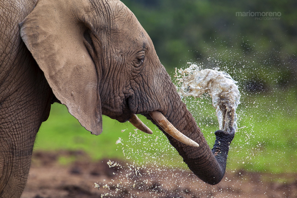 Возникновение хобота у слона можно объяснить. Хобот слона. Хобот слонов. Слон в воде. Смешные слоны.