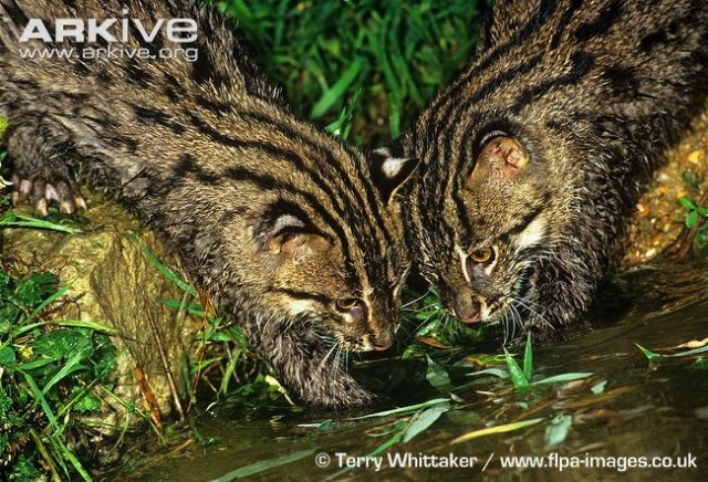 Самые редкие породы диких кошек