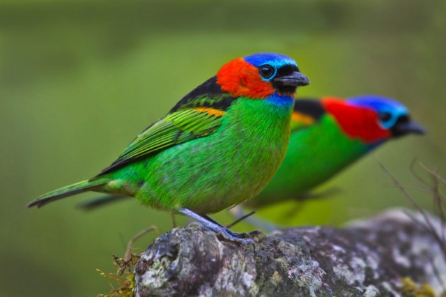 Удивительные виды птиц, о которых вы даже не слышали. ФОТО