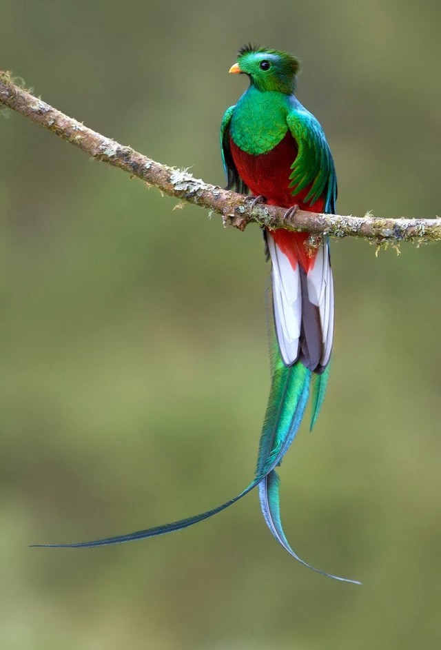 Птицы Перу Фото И Названия