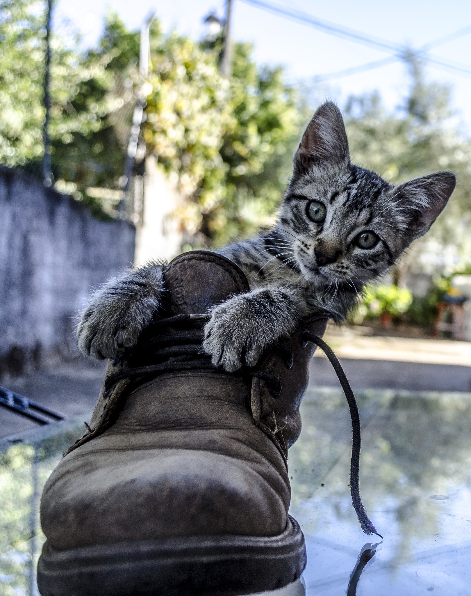 Фото любопытный кот