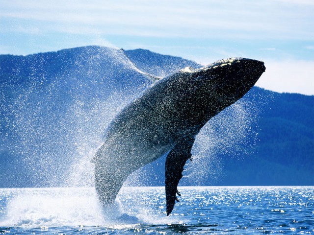 Humpback whale (Megaptera novaeangliae) breaching, Alaska, USA