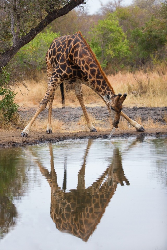 Giraffe Reflected