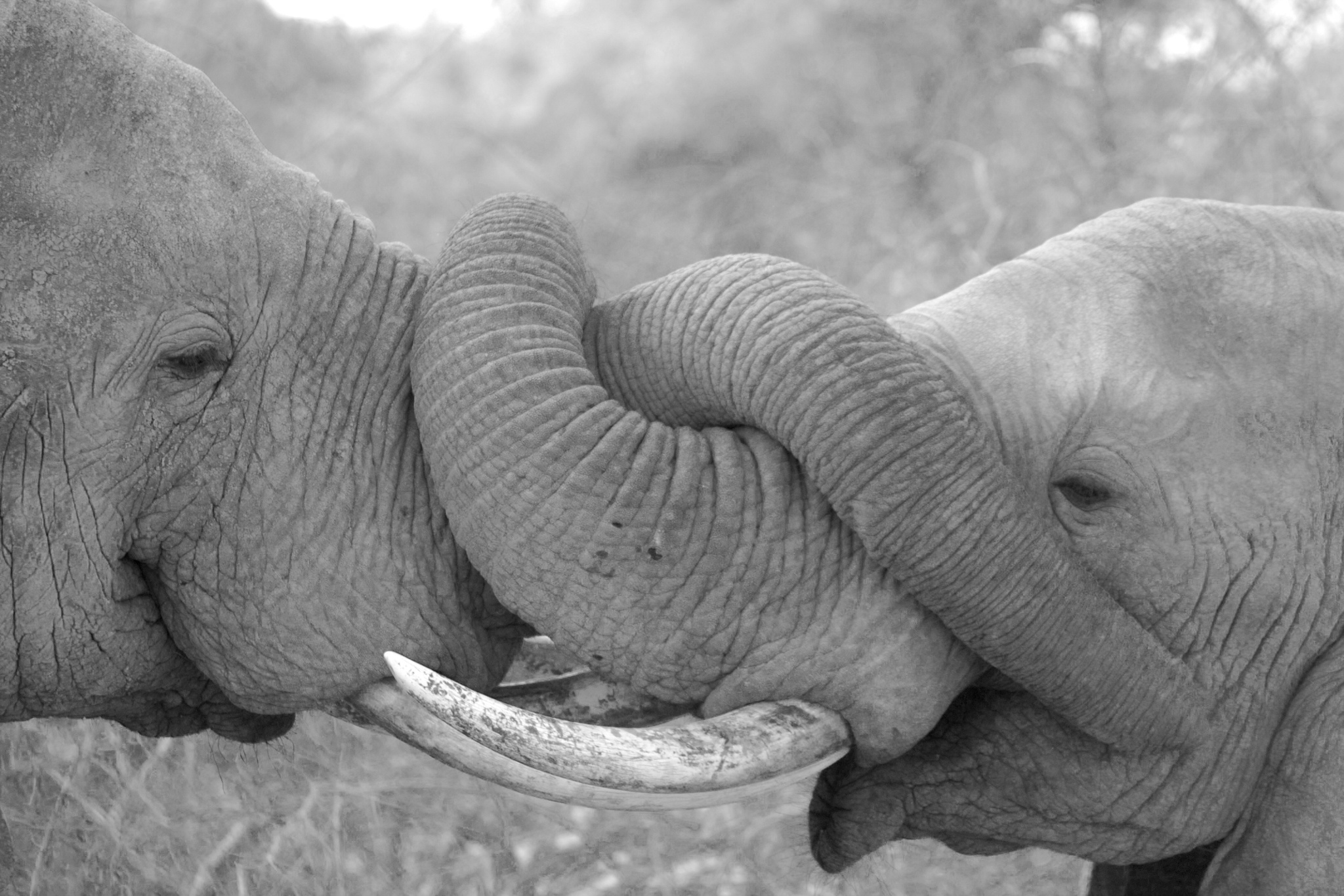Друзья слоник. Дружба со слоном.