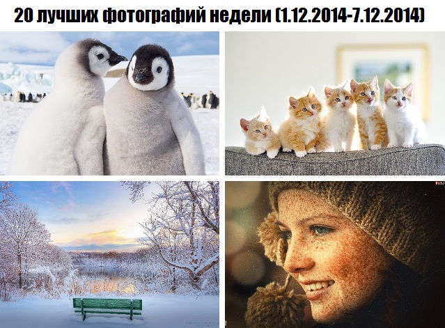 20 лучших фотографий недели (1.12.2014-7.12.2014)