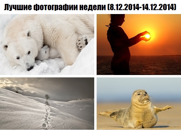 20 лучших фотографий недели (8.12.2014-14.12.2014)