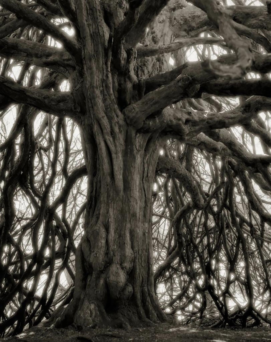 Древние деревья