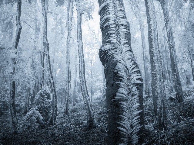 Мистические леса, которые захочется увидеть своими глазами. ФОТО