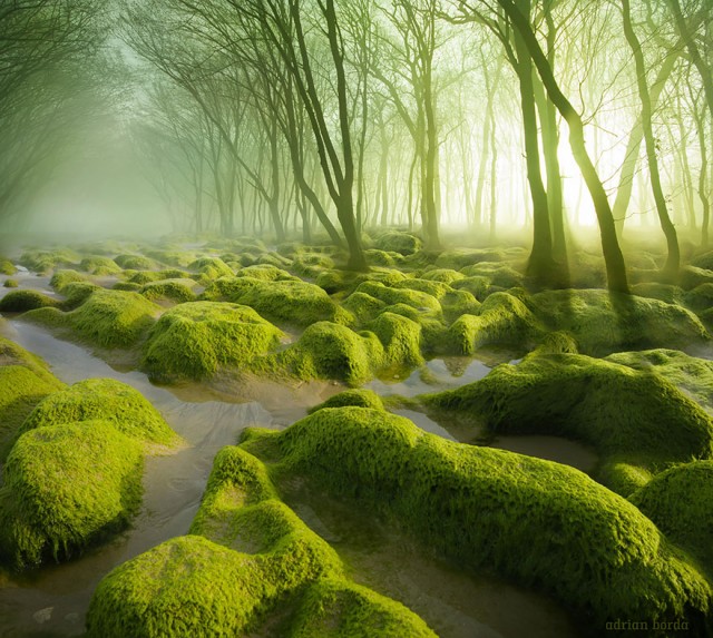 Мистические леса, которые захочется увидеть своими глазами. ФОТО