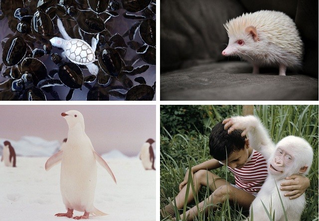 Картинки по запросу Потрясающие животные альбиносы