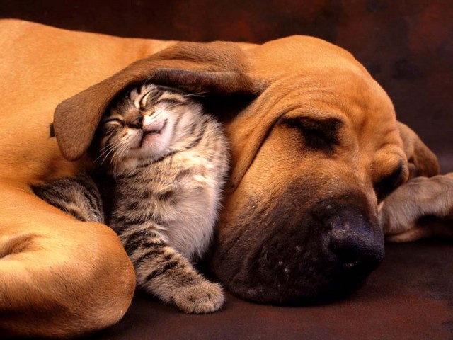 Cat_and_Dog_-_the_Best_Friend