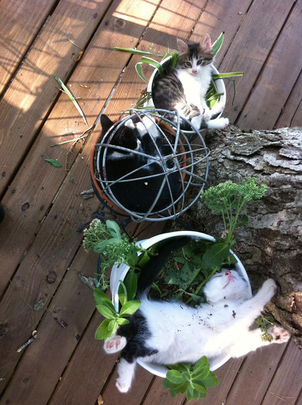 Смешные кошки, которые возомнили себя растениями