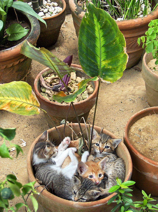 Смешные кошки, которые возомнили себя растениями
