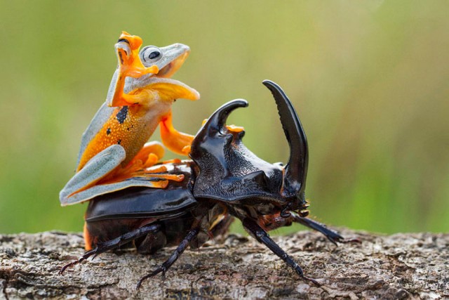 Самые удивительные лягушки и жабы. ФОТО
