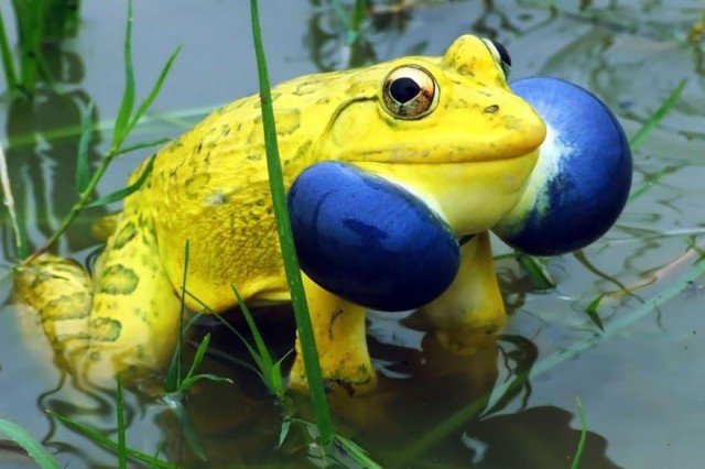 Самые удивительные лягушки и жабы. ФОТО