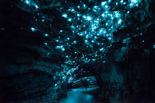 Завараживающее сияние светлячковых пещер. ФОТО