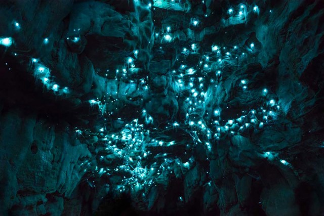 Завараживающее сияние светлячковых пещер. ФОТО
