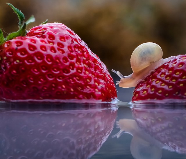 snail-walks-on-strawberries