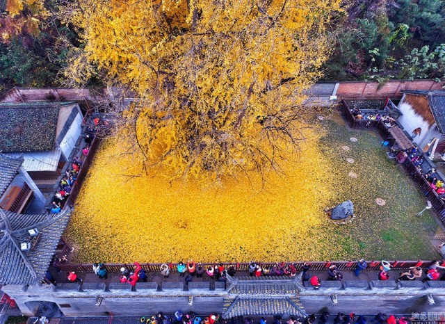 1400-летнее дерево превратило землю около буддийского храма в желтый океан. ФОТО
