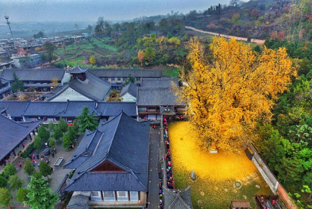 1400-летнее дерево превратило землю около буддийского храма в желтый океан. ФОТО