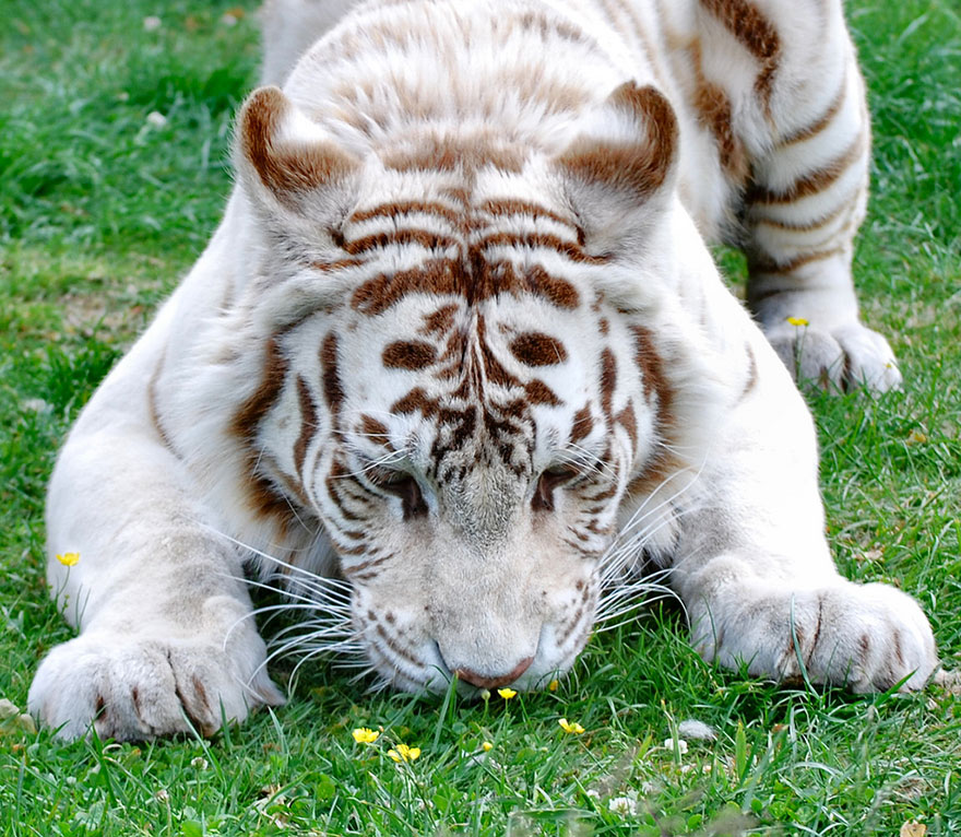 Все виды тигров в мире фото и названия