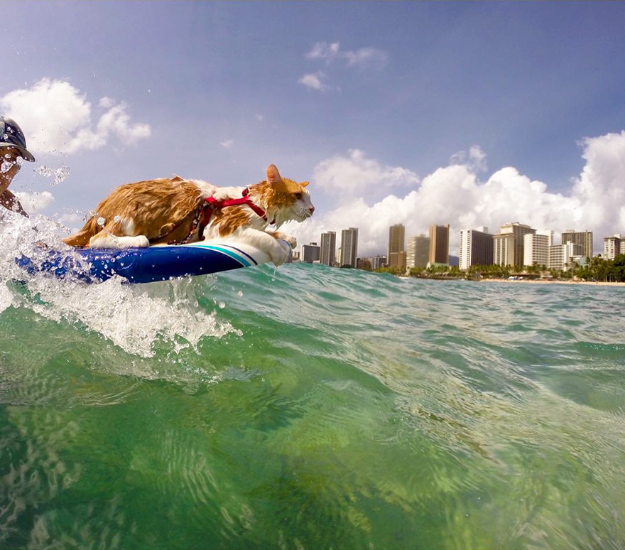 История одноглазого кота, который любит плавать и заниматься серфингом на Г...