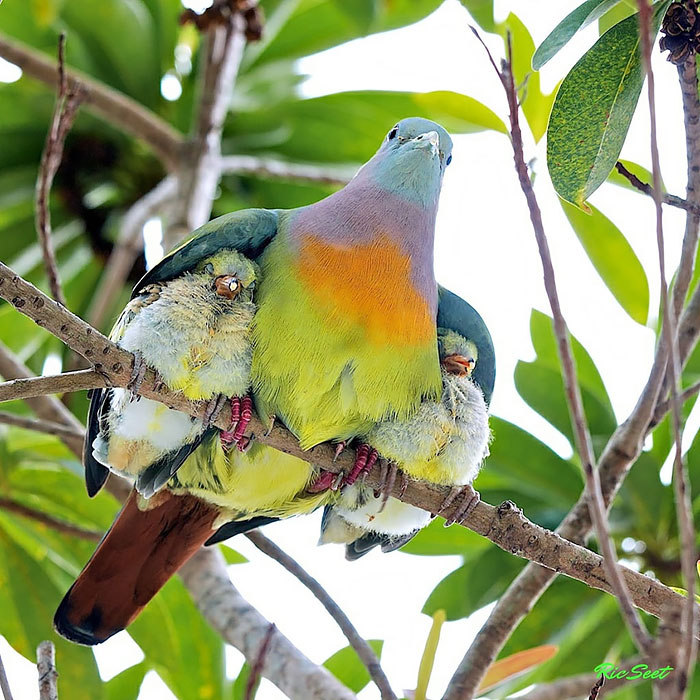 Pink-necked Green Pigeon. Заботливая птица. Под крылом птицы. Семейные птицы.